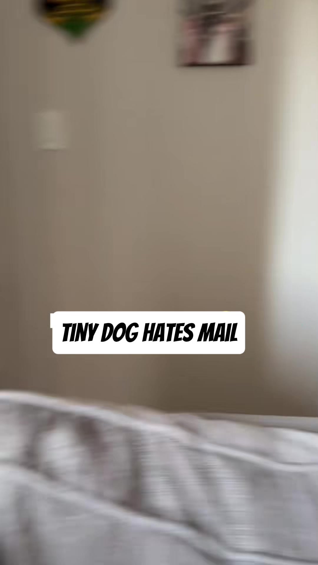 @VEILCLIPZ