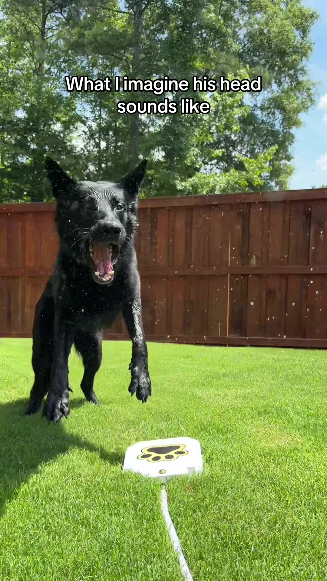 @My Dog&rsquo;s Dope