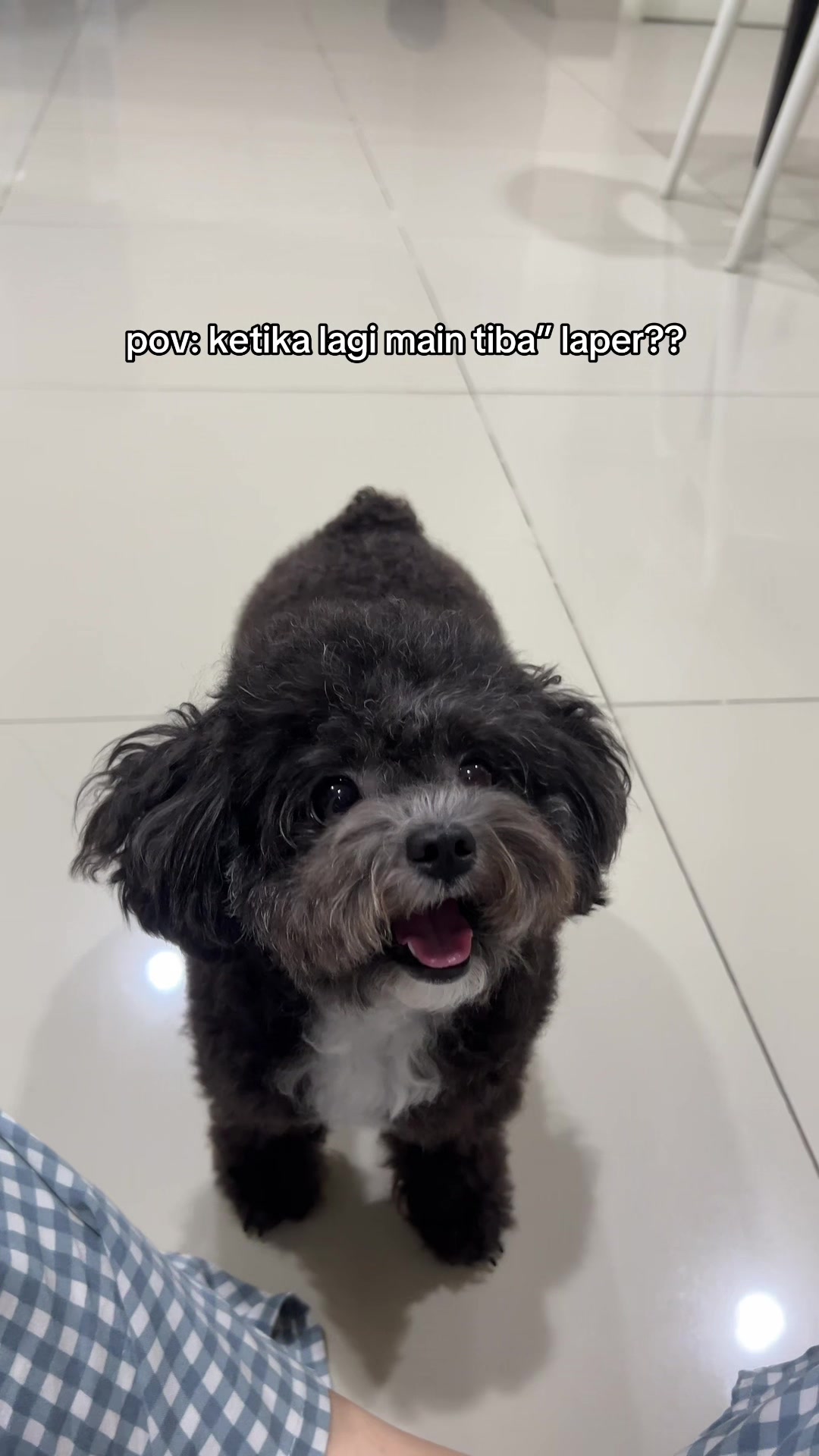 @chippi the poochon