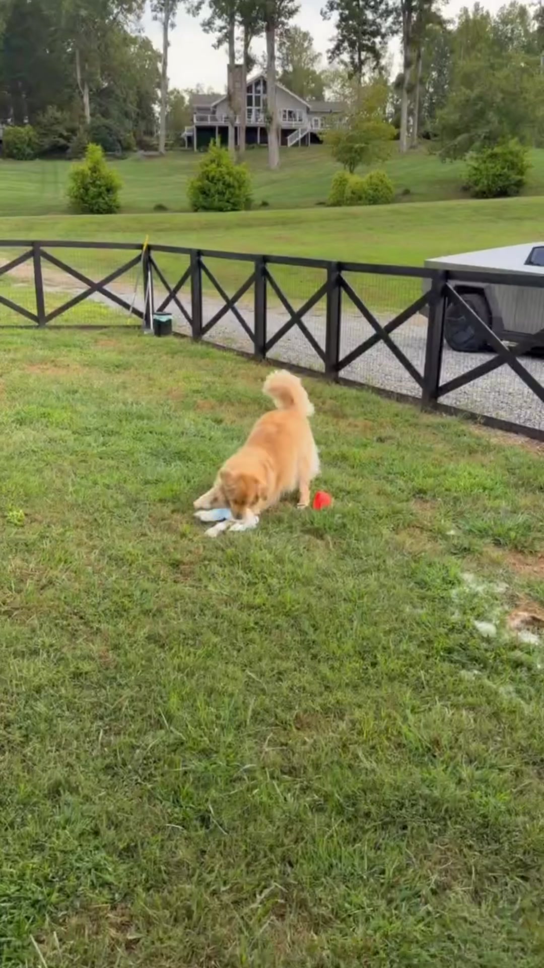 @DogMomisms
