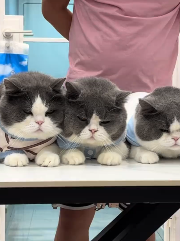 @Vitamin Meoww