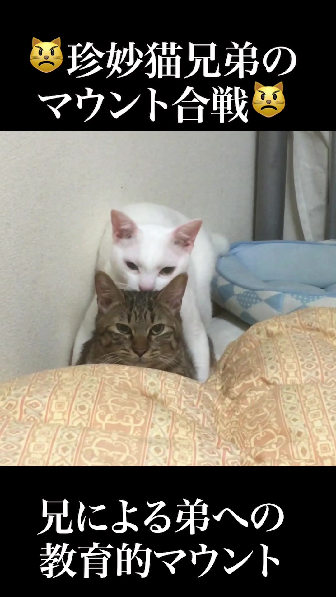 @ねこかます