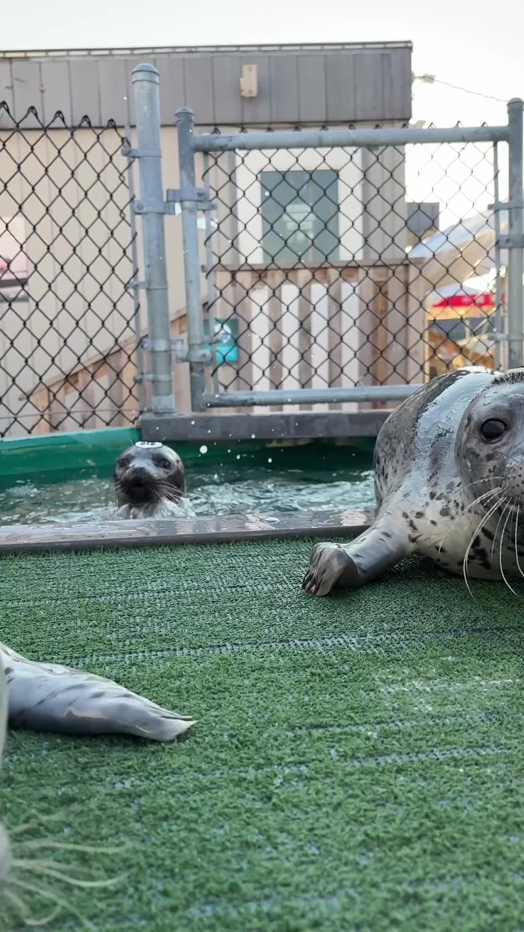 @Marine Mammal Rescue Society