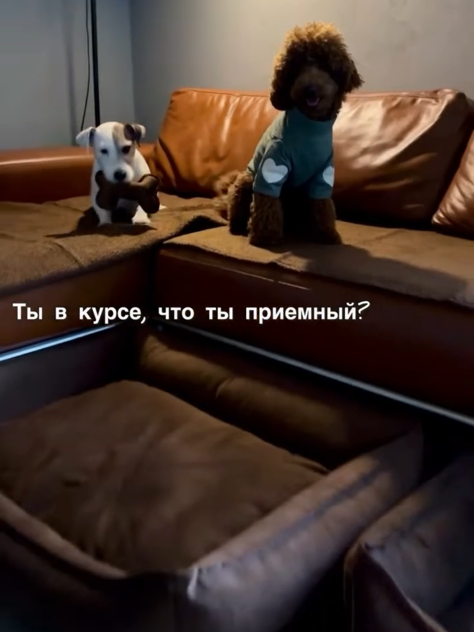 @Наталья Пудель 🐩