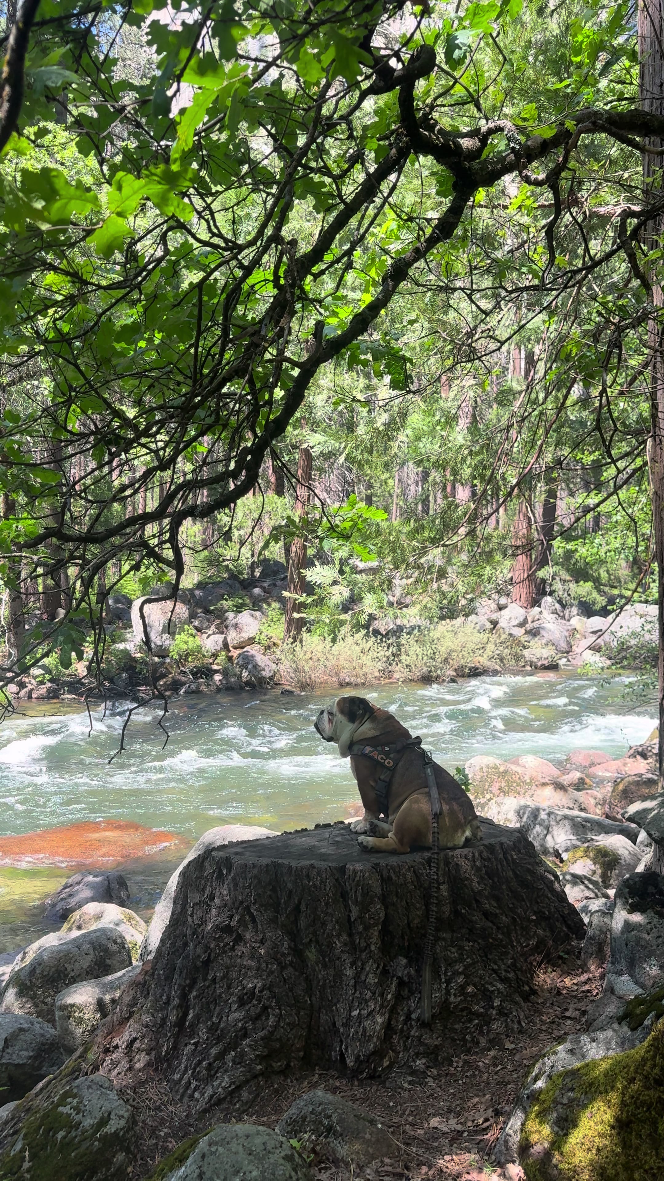 @Taco 🐶🧿