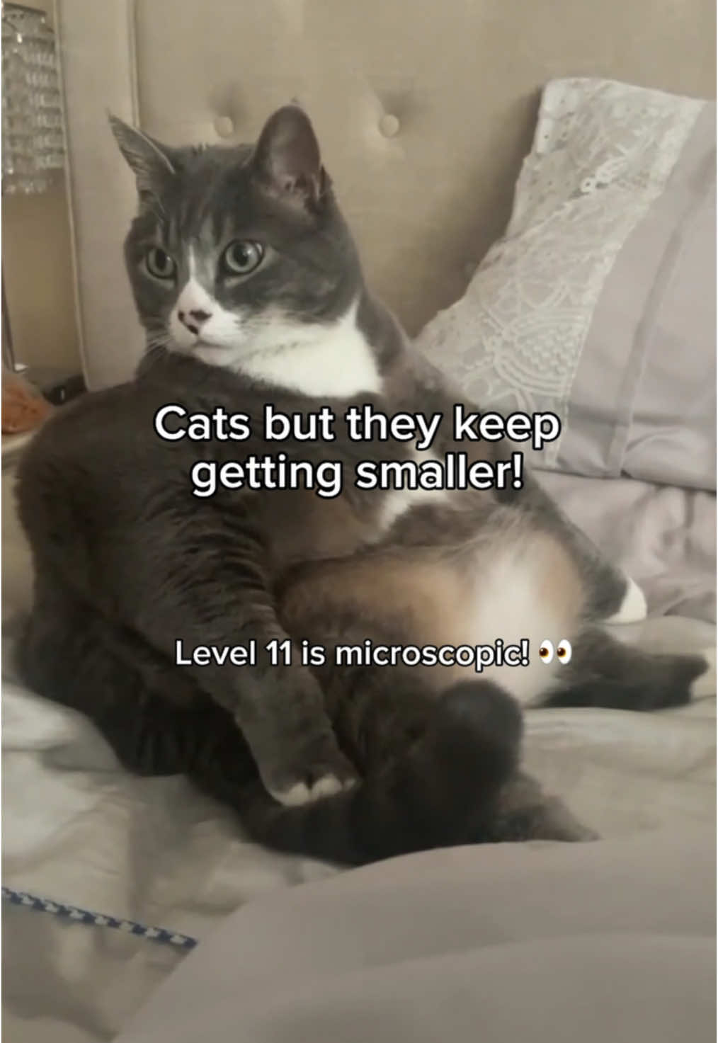 @KittenMitten