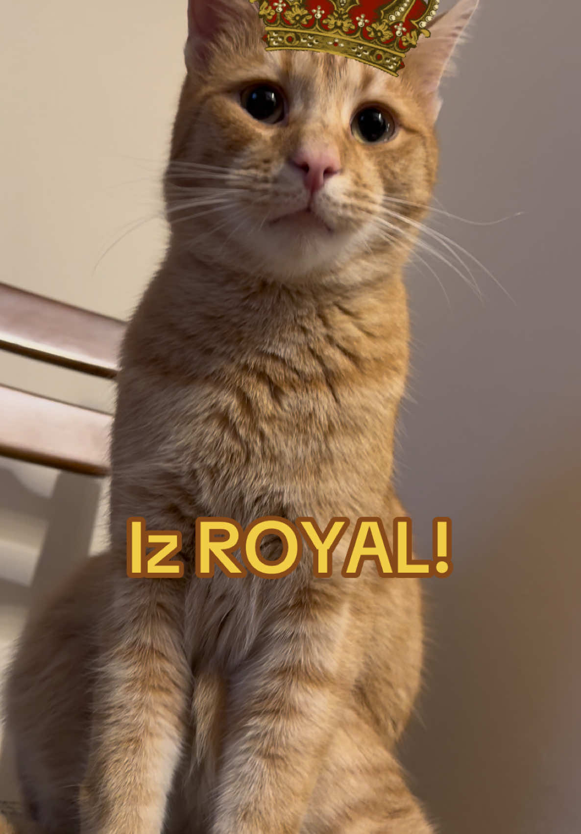 @Cezar, Loki i kompanija😹