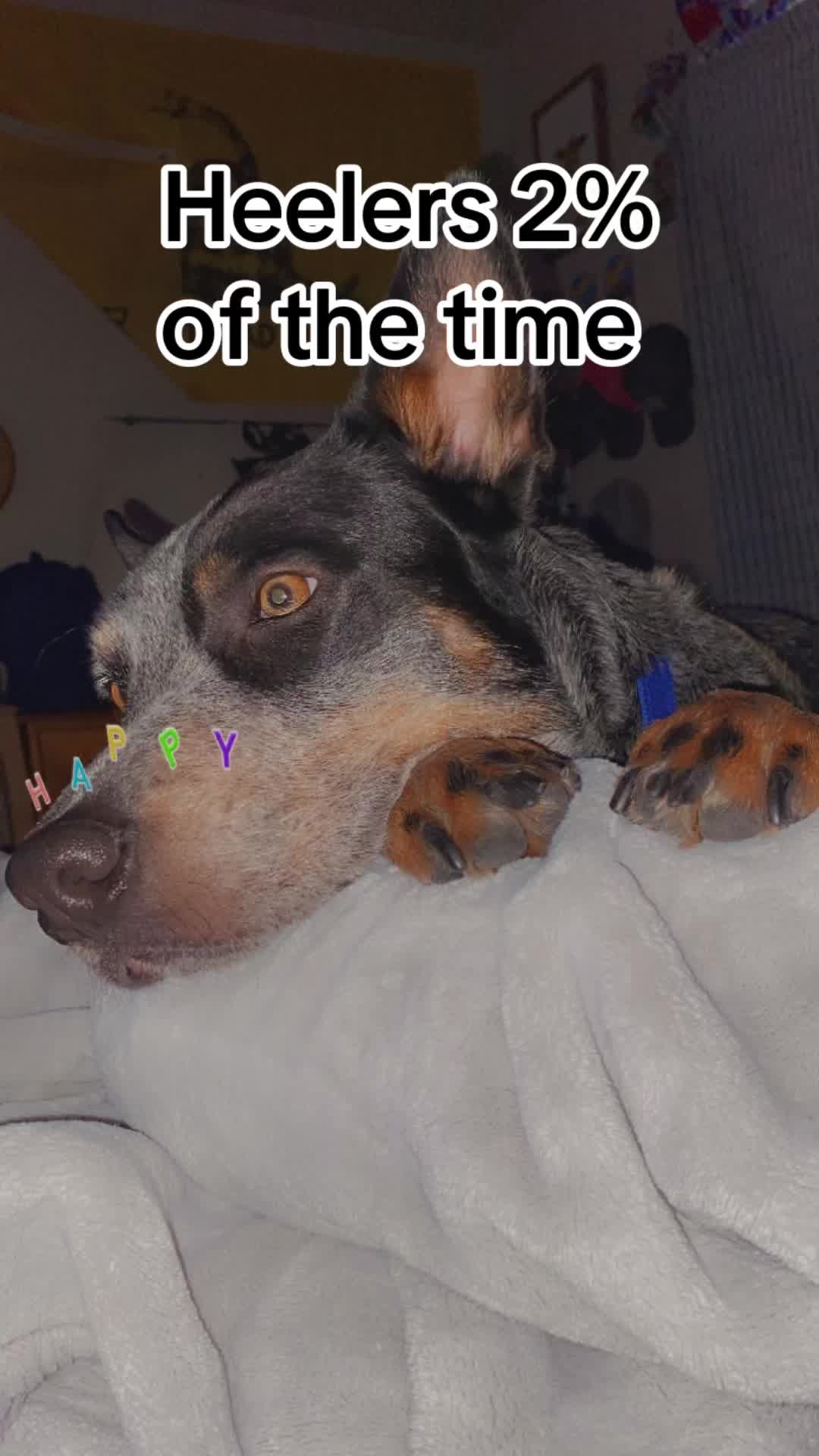 @🐮