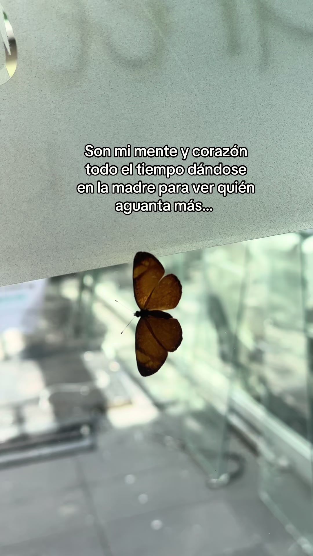@Elizabeth🦋✨