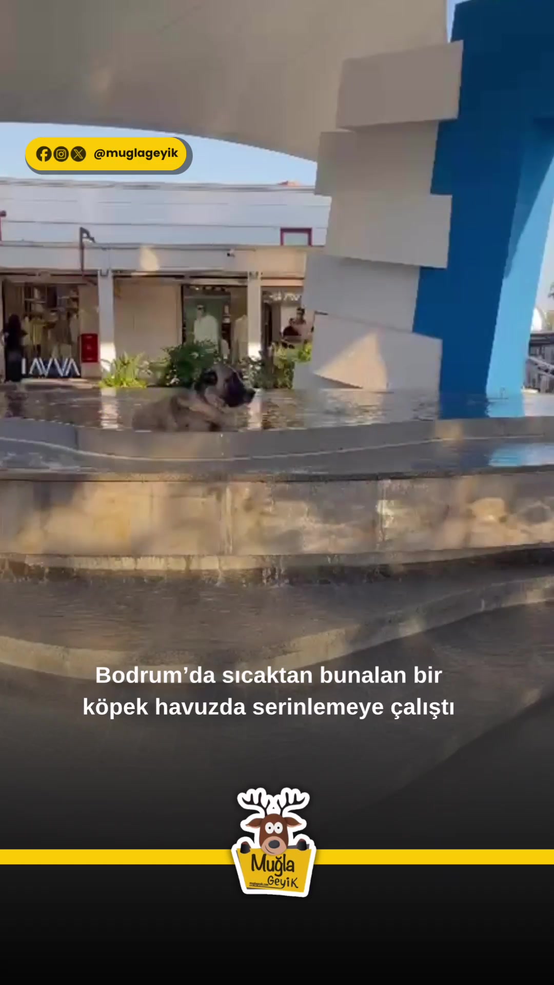 @Muğla Geyik