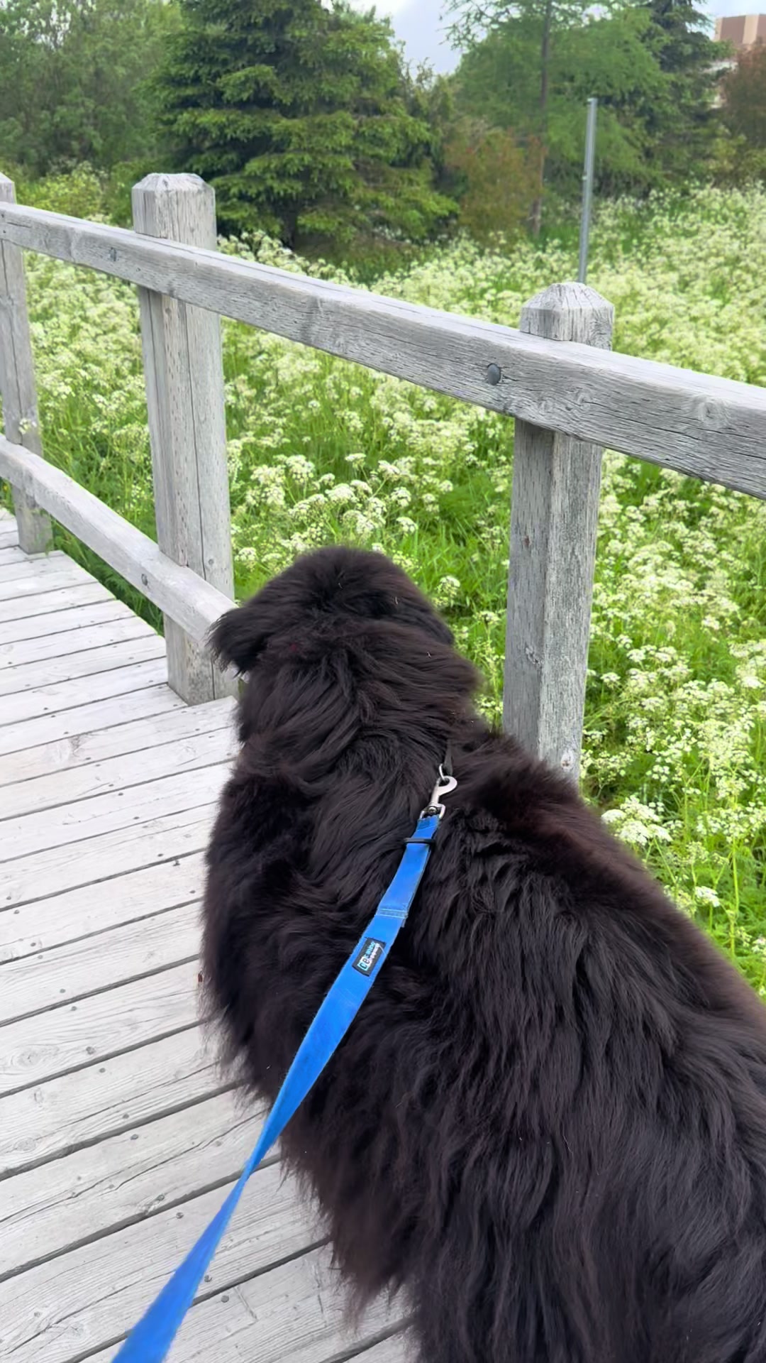 @HomertheNewf 🇨🇦