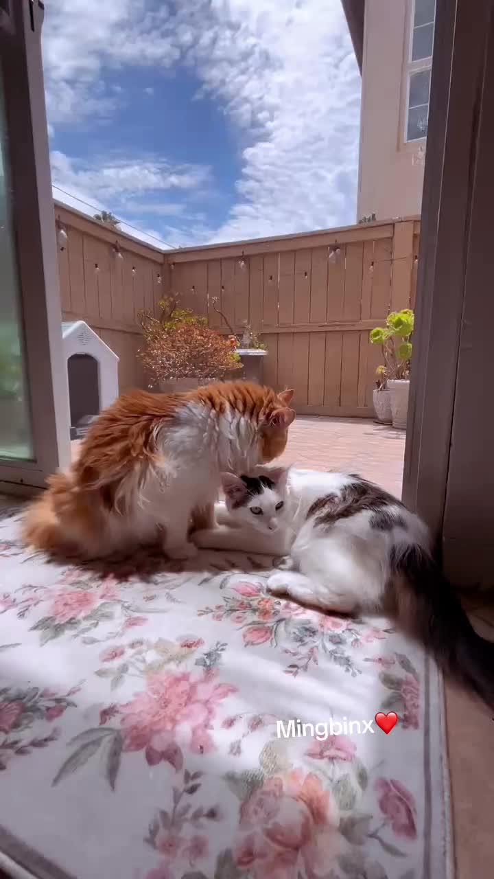 @Ming 🐈