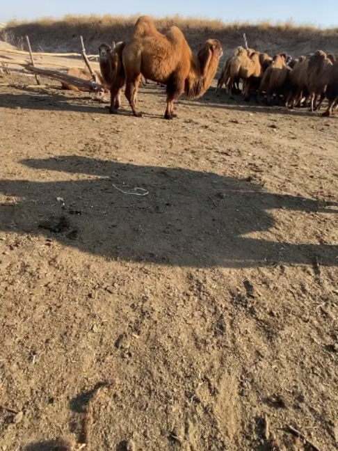 @Gislason Camel