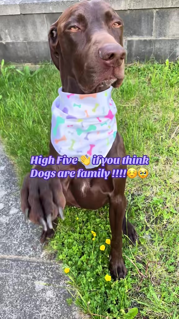 @Rocky_and_mom 🐾❤️🐶
