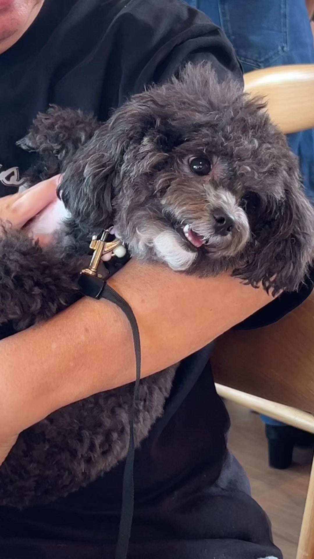@chippi the poochon