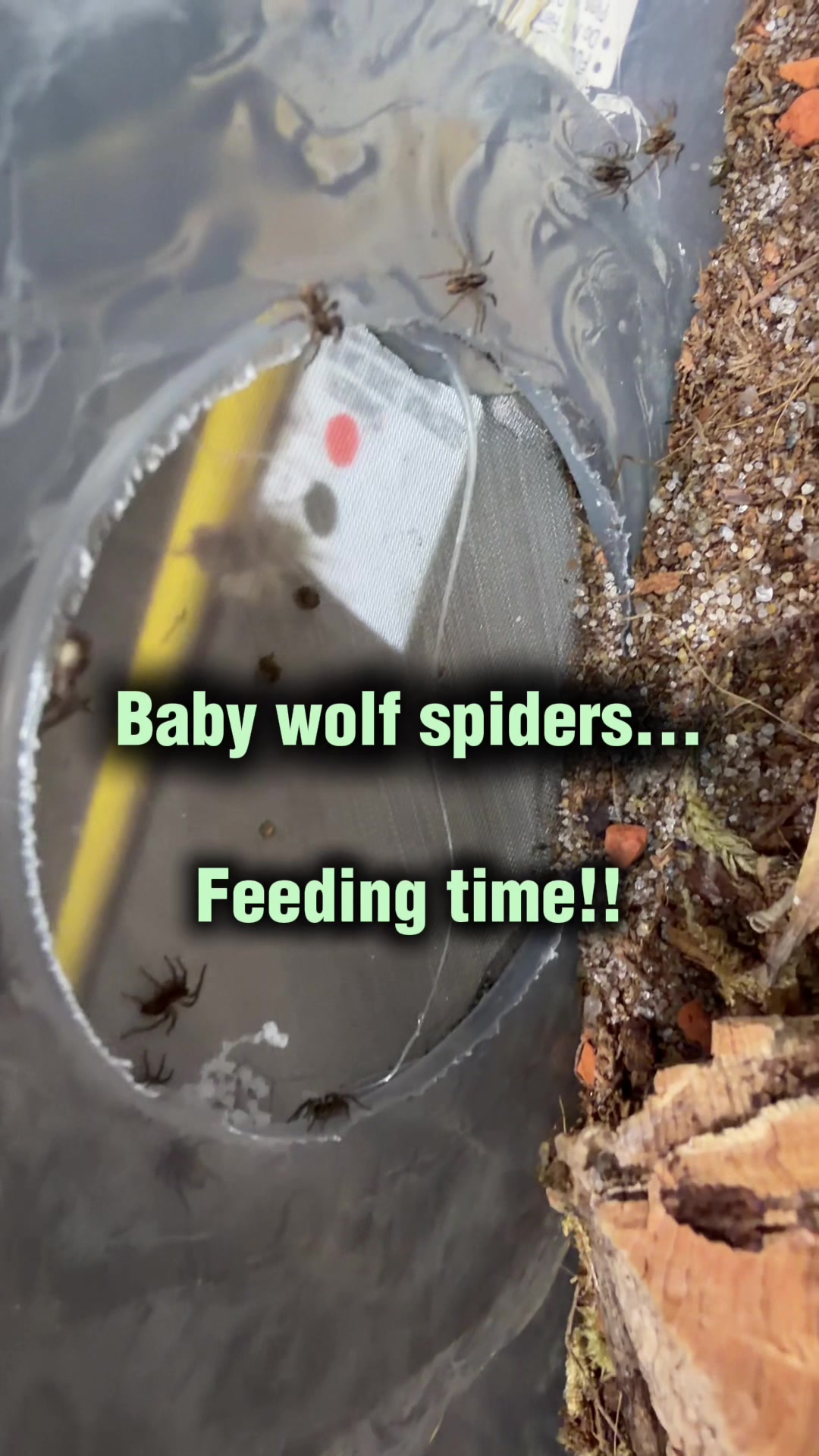 @Spider Conservatory