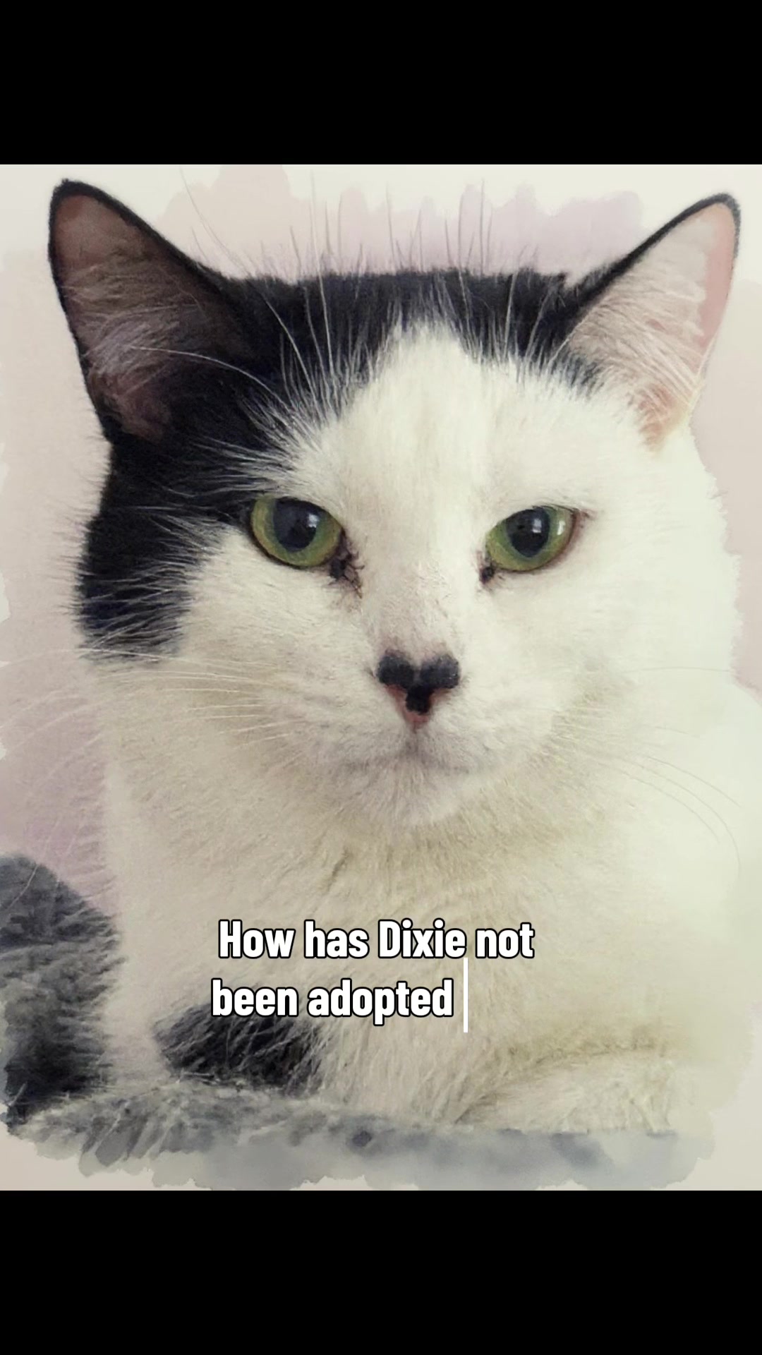 @North Toronto Cat Rescue