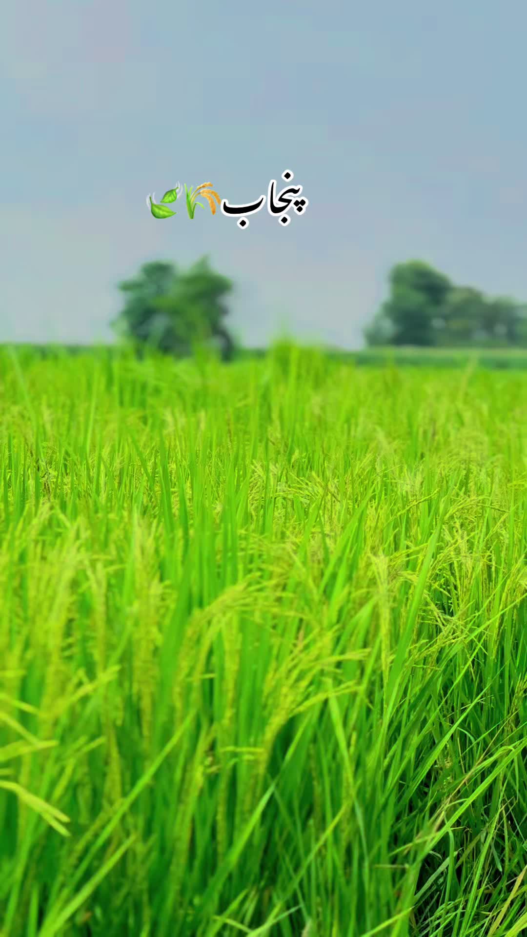 @💝 شانی کھوکھر 😎
