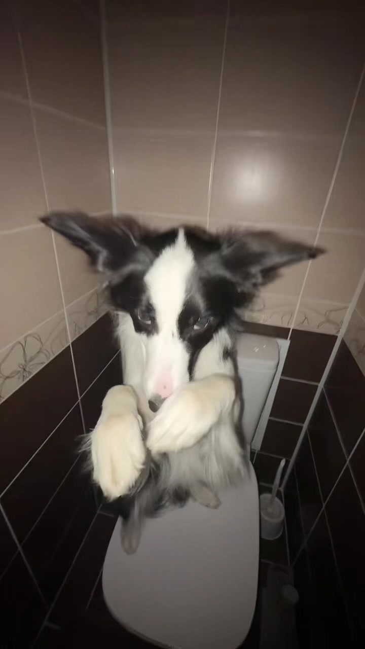 @Тгк: ⚡️🐾Хвостатый мир🐾⚡️