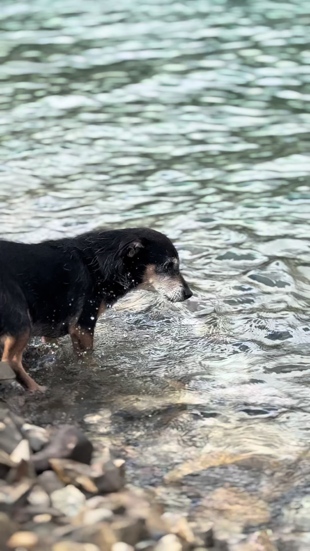 @M&Sigma;&Sigma;ƬЩ&Lambda;GӨП 🇨🇦🐶🎚️🐾