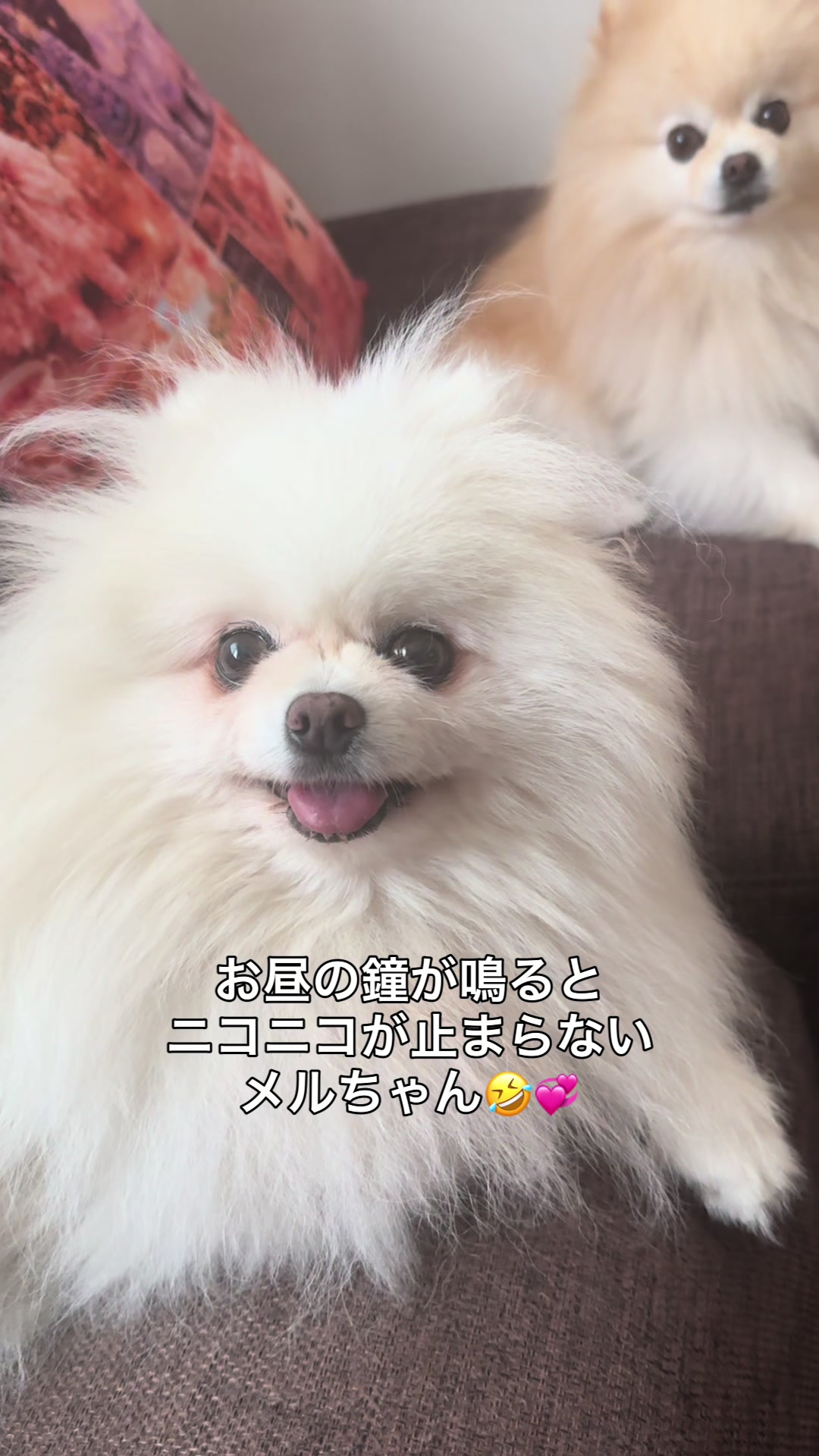 @なべちゃんチ🚐🐶🍊