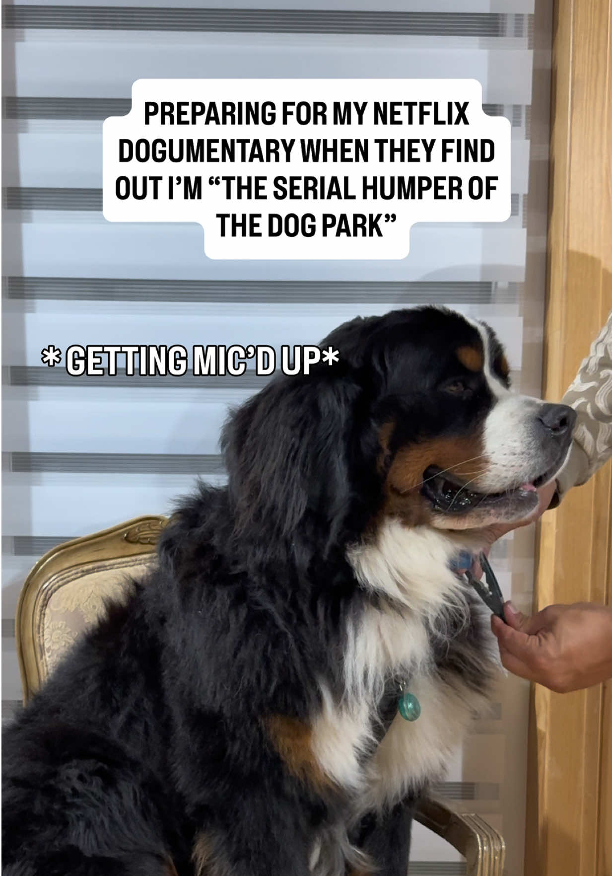 @Woody The Bernese