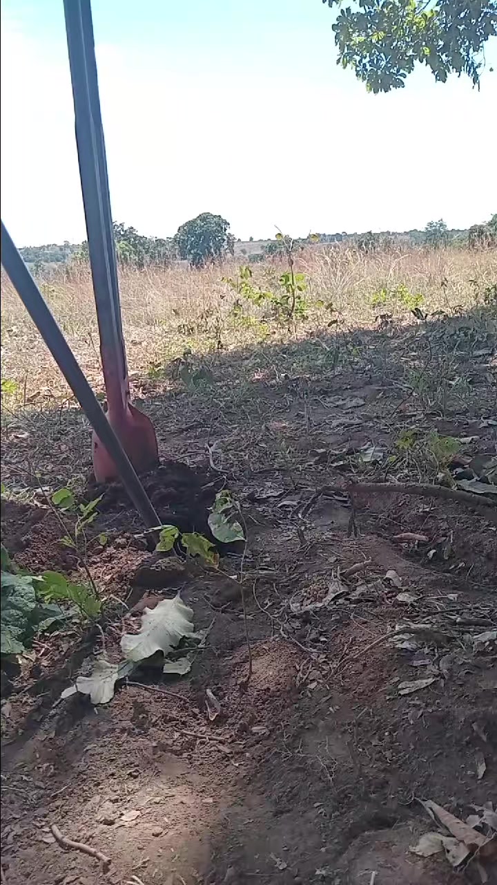 @mario Ferreira