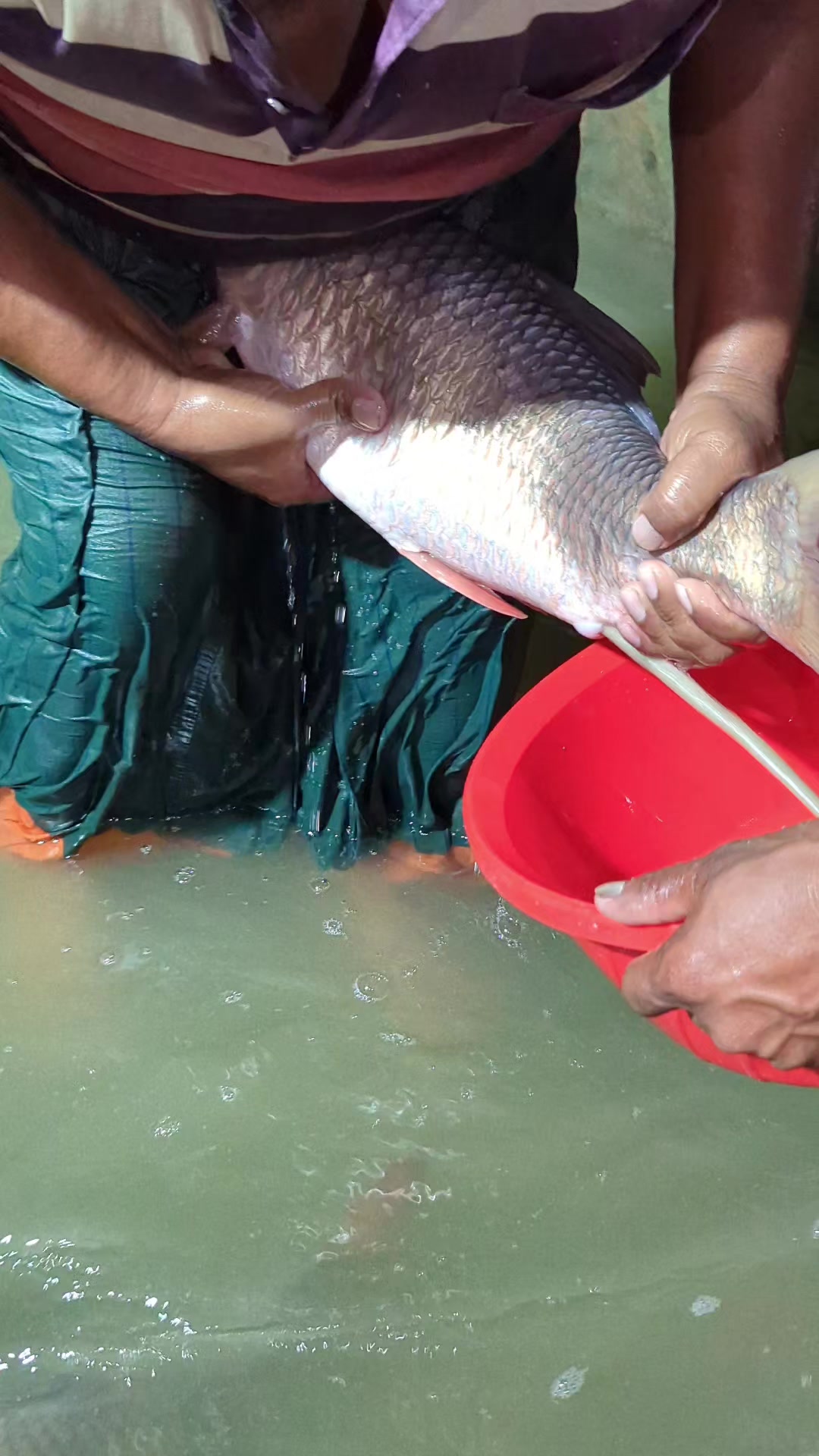 @Fish Lovers Bangladesh