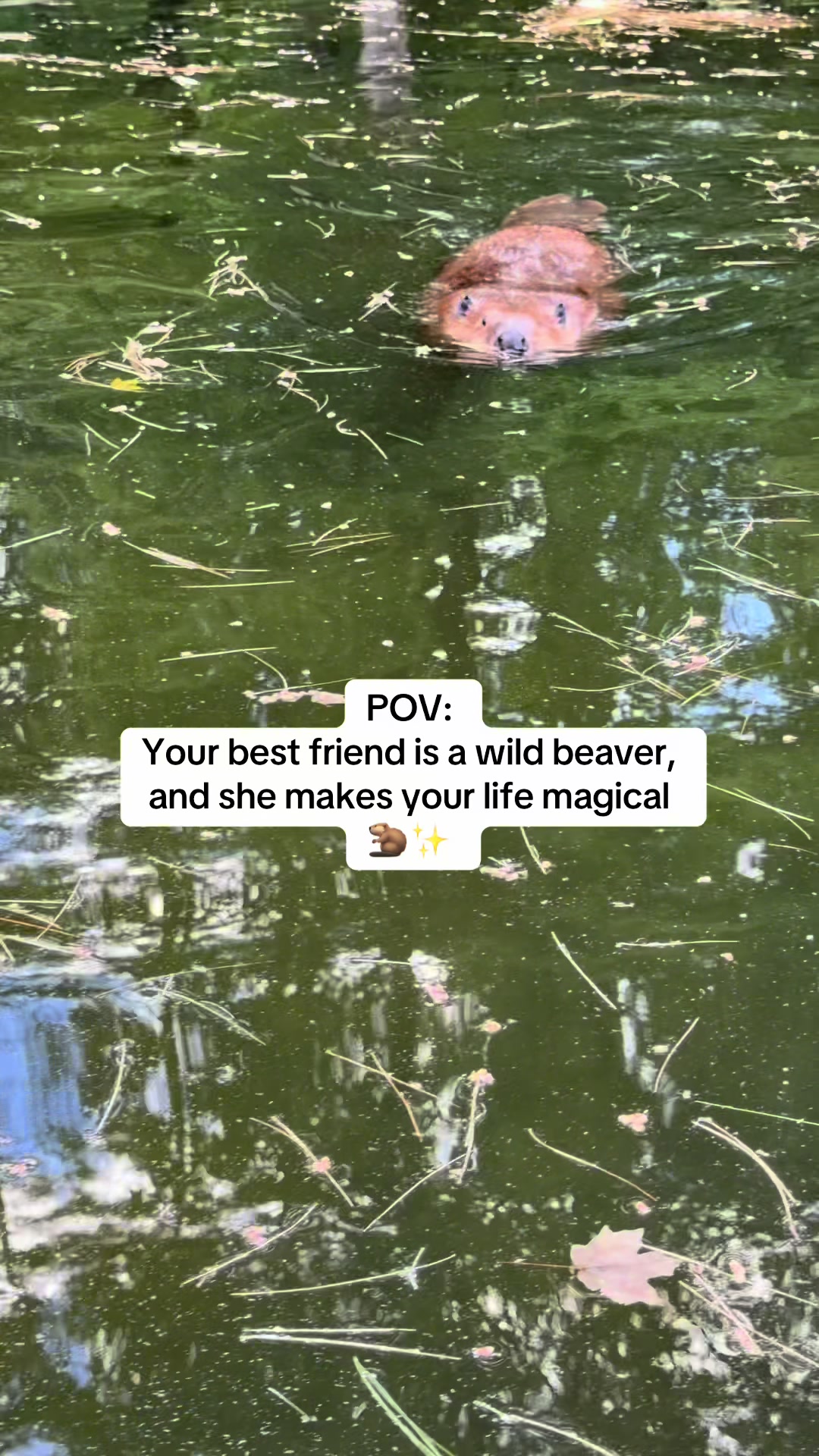 @Wild For Life Inc.