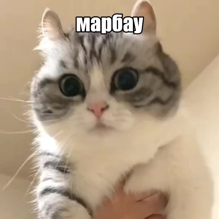@Истории Комару @