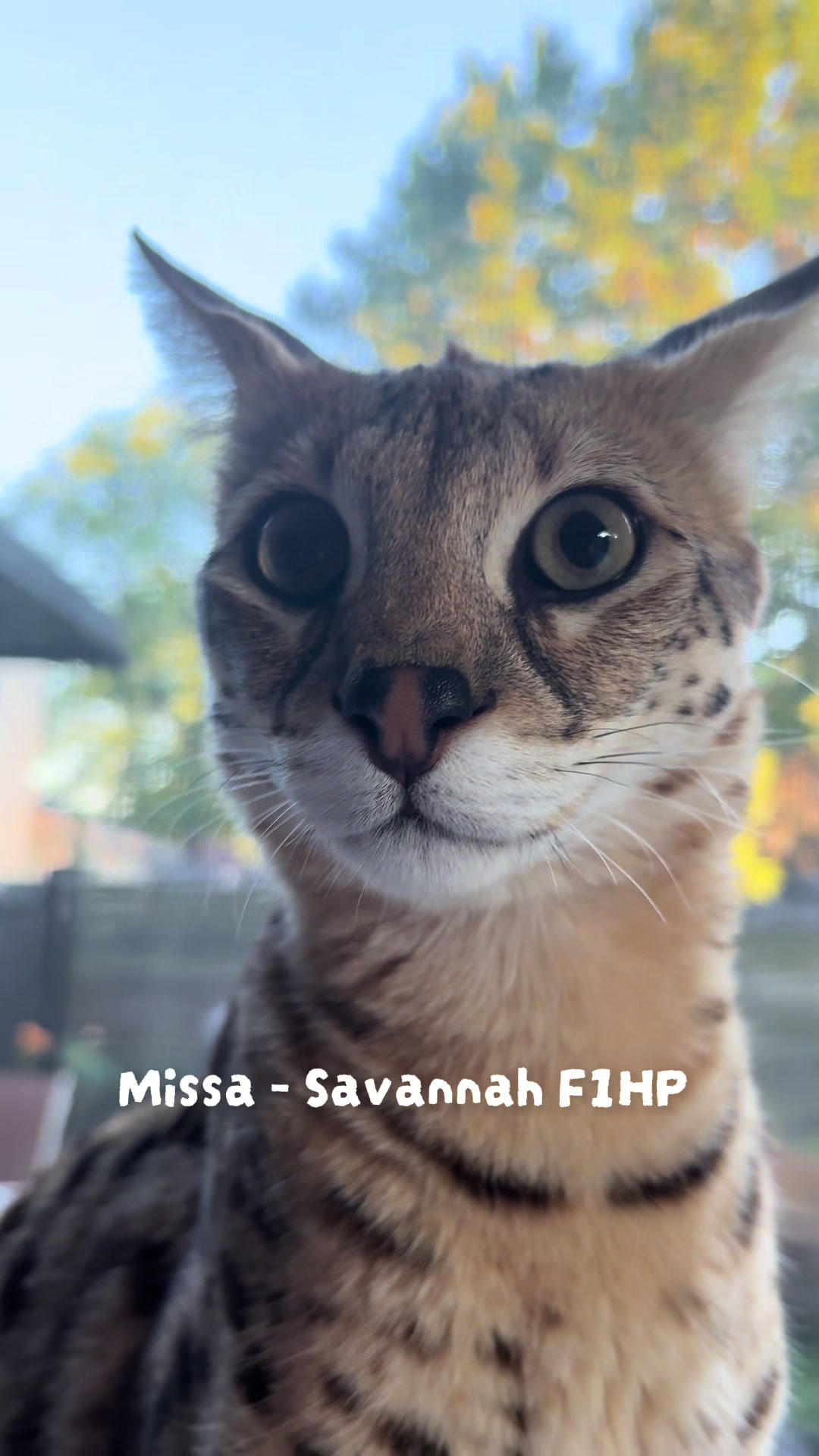 @sami_leo_missa