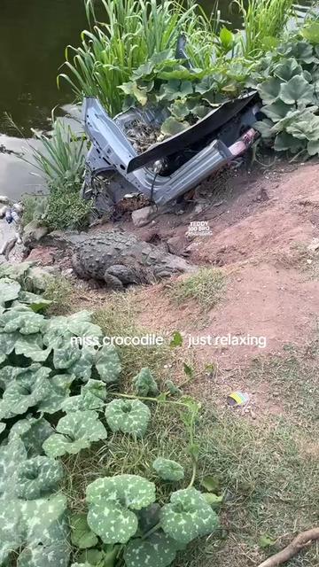 @teddy motivation and wildlife