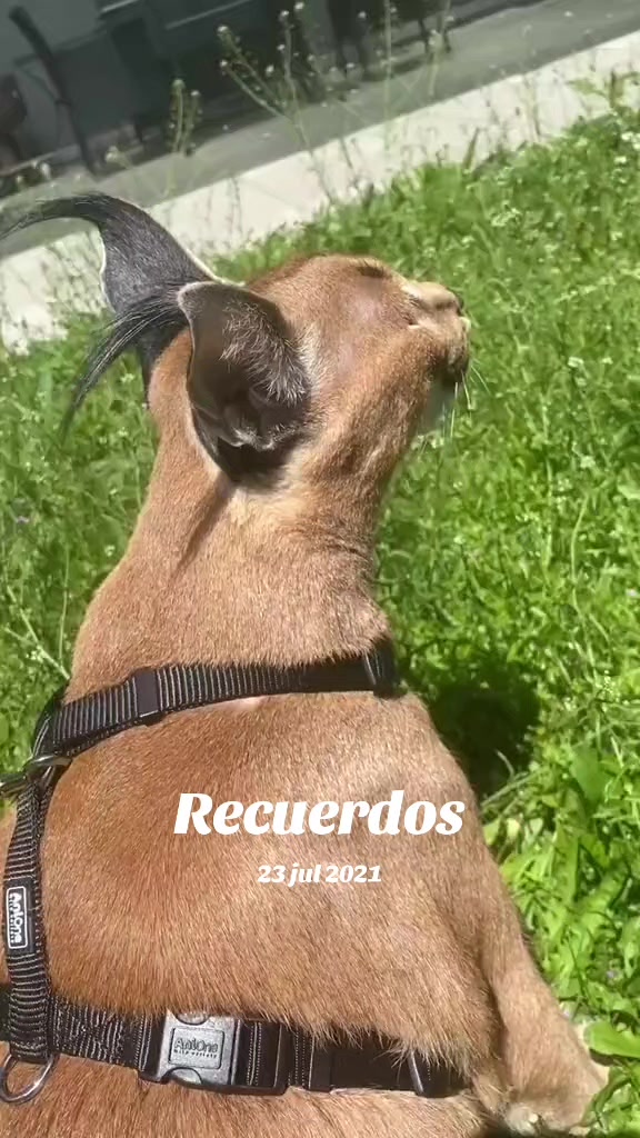 @negtt