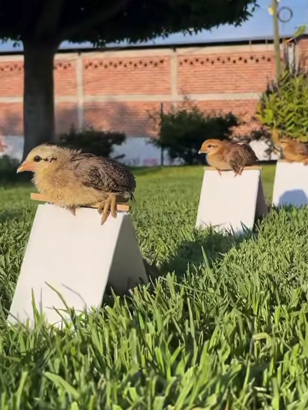 @Quốc Bảo ( baosting)