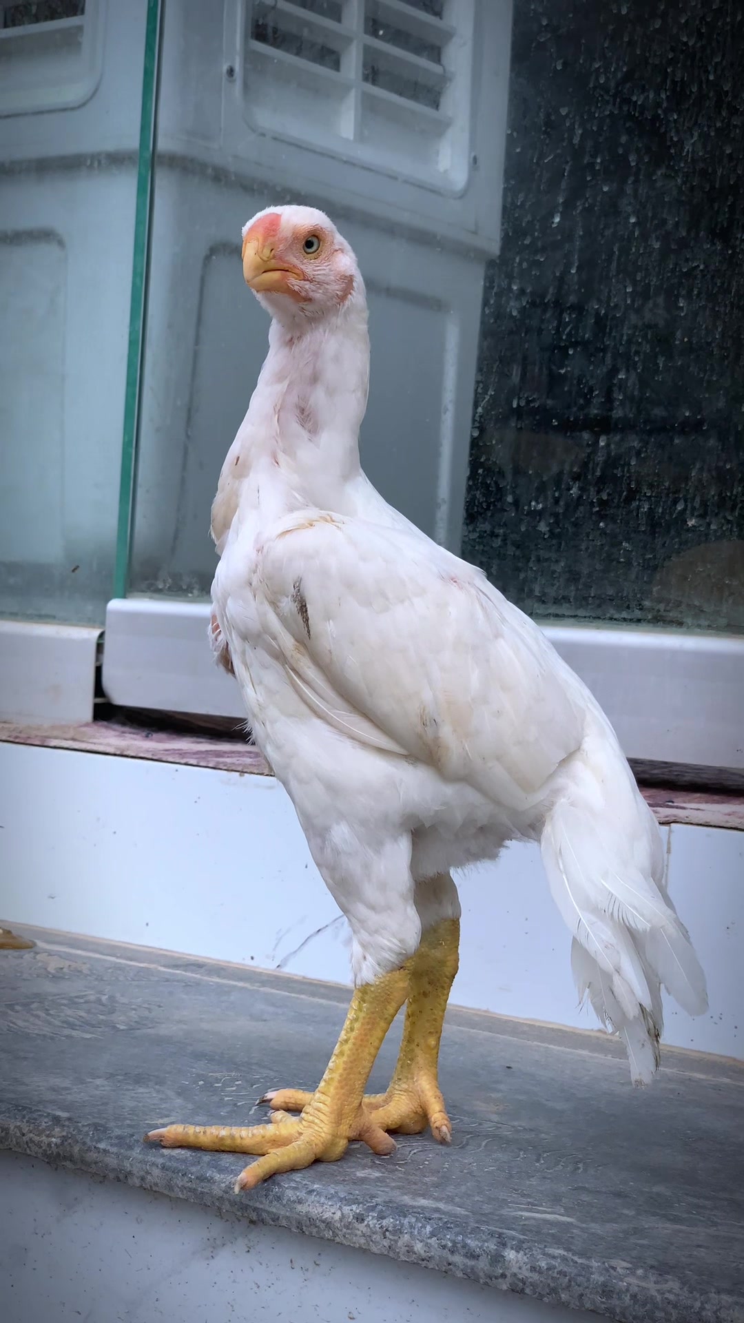 @Birds_Goat