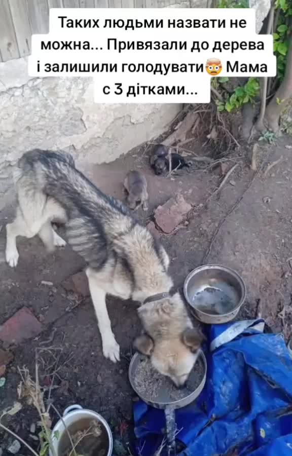 @tvarinkidobra