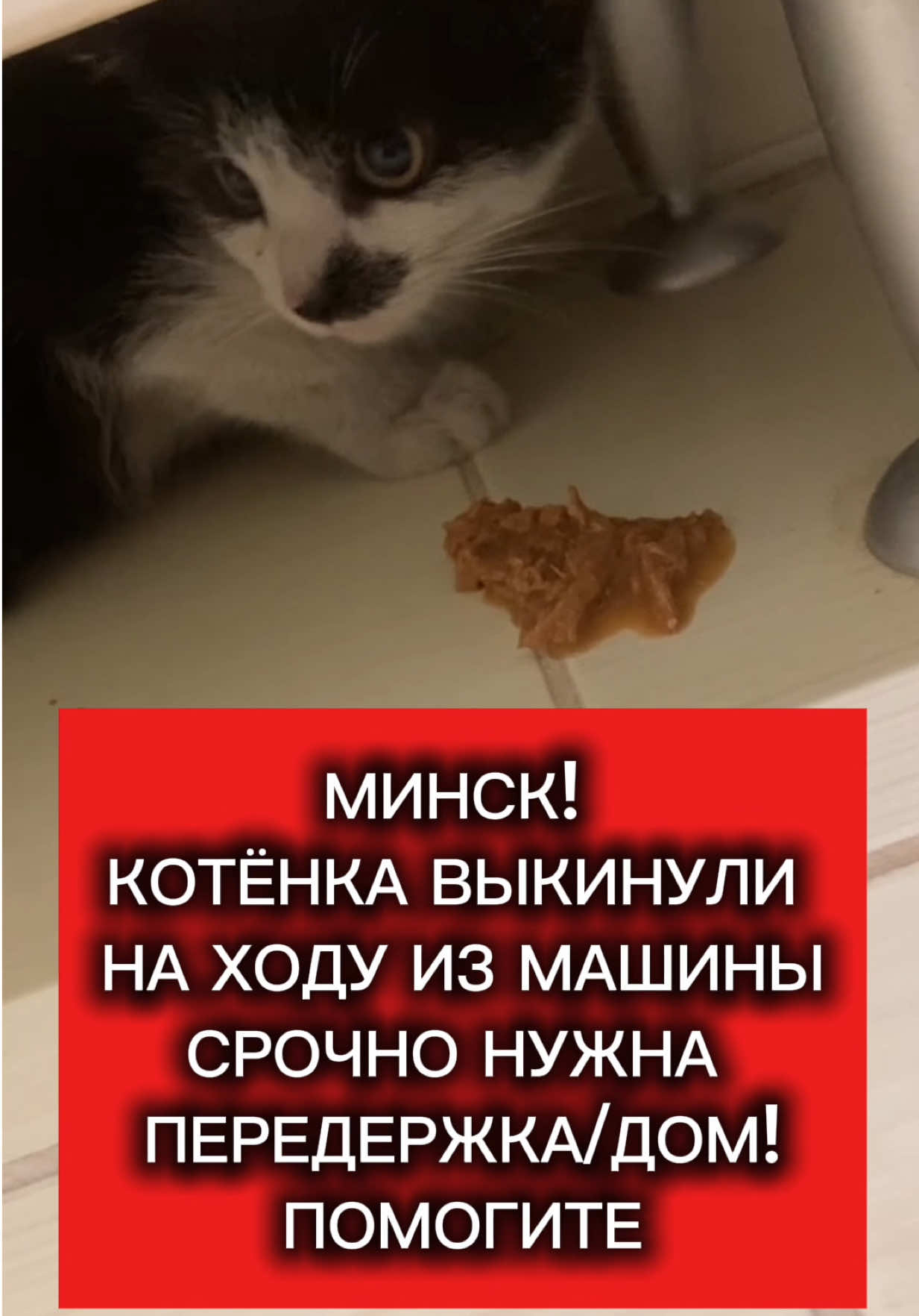 @help_animals_belarus