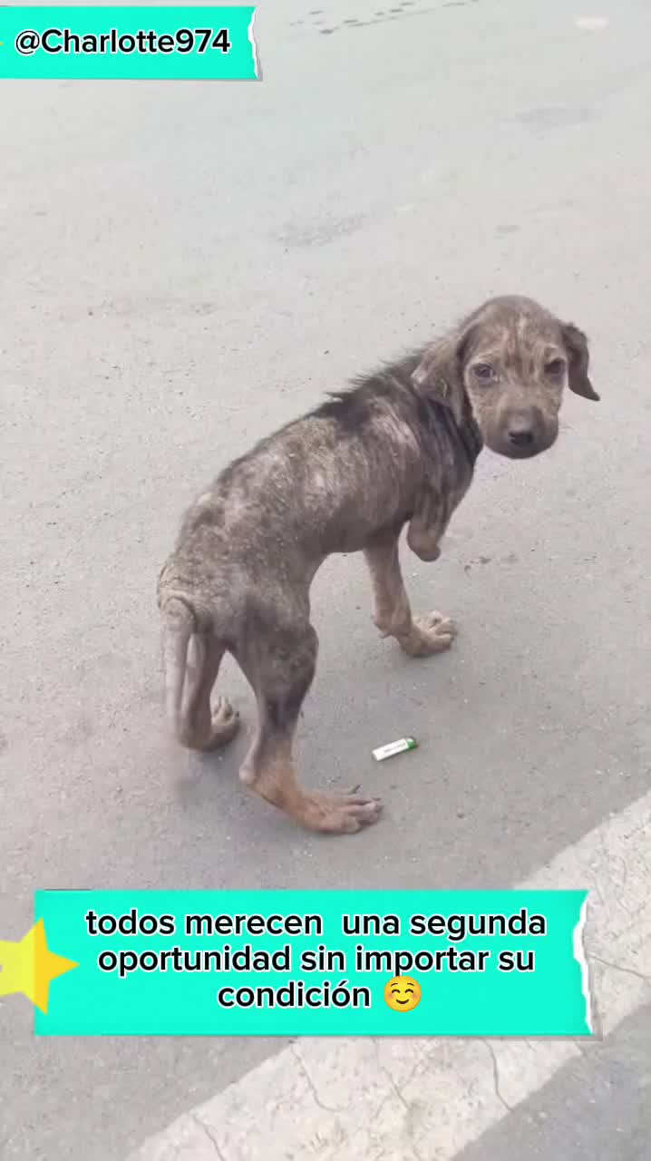 @Charlotte🐕&zwj;🦺🐈🐕🦬🐐🐎🐄🐒