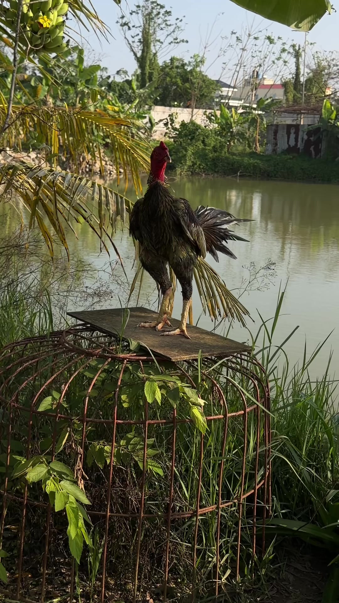 @Quốc khánh