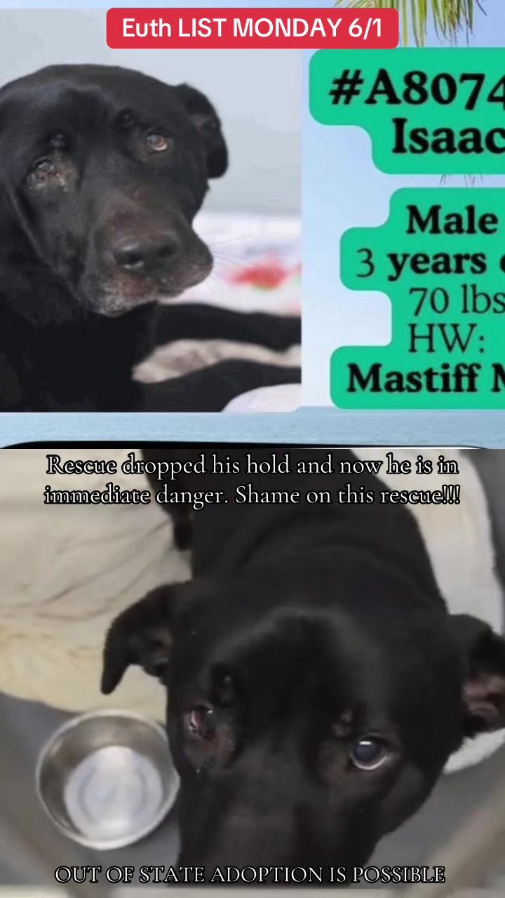 @@rescuedogs911
