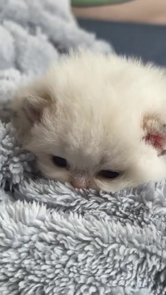 @catbosssss