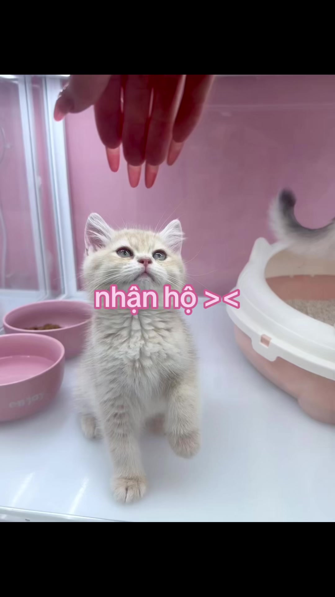 @mimi