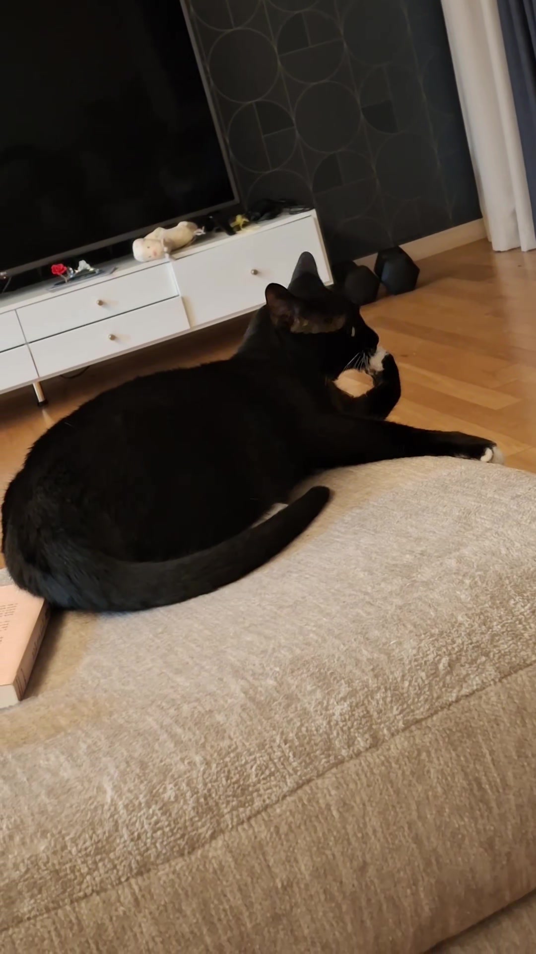 @Random Cat Stuff