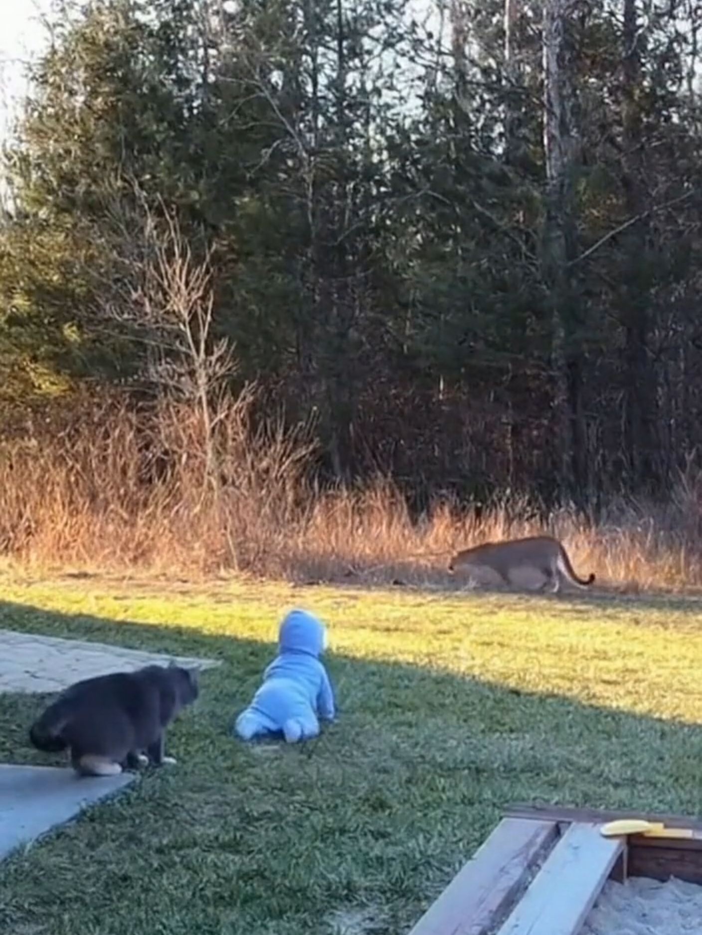 @The AI SuperCat