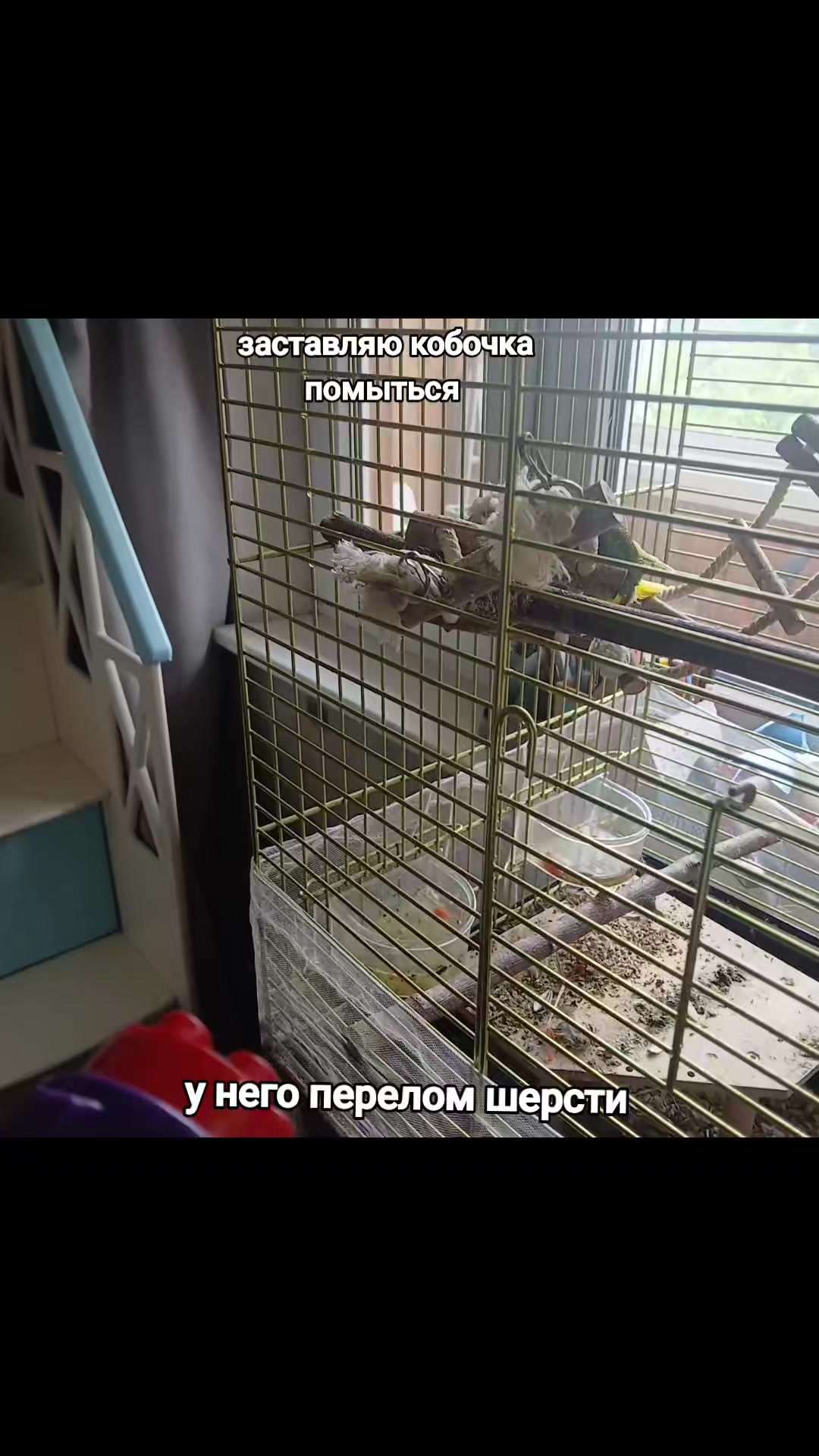 @кабачковый оладушек