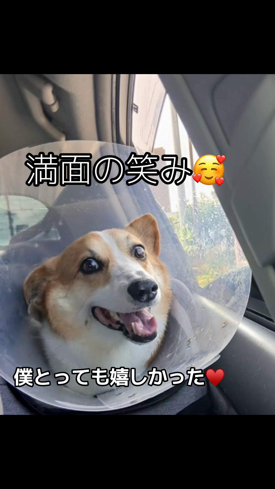 @コーギー犬のホープくん