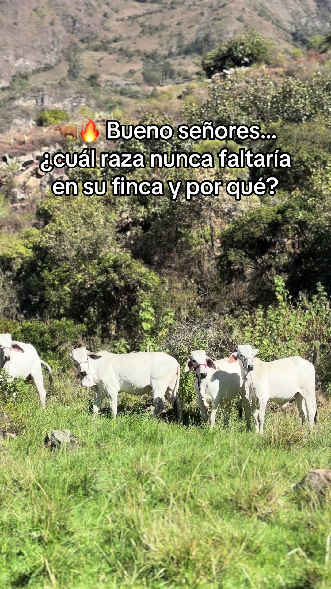 @MiGanado-Boyacá