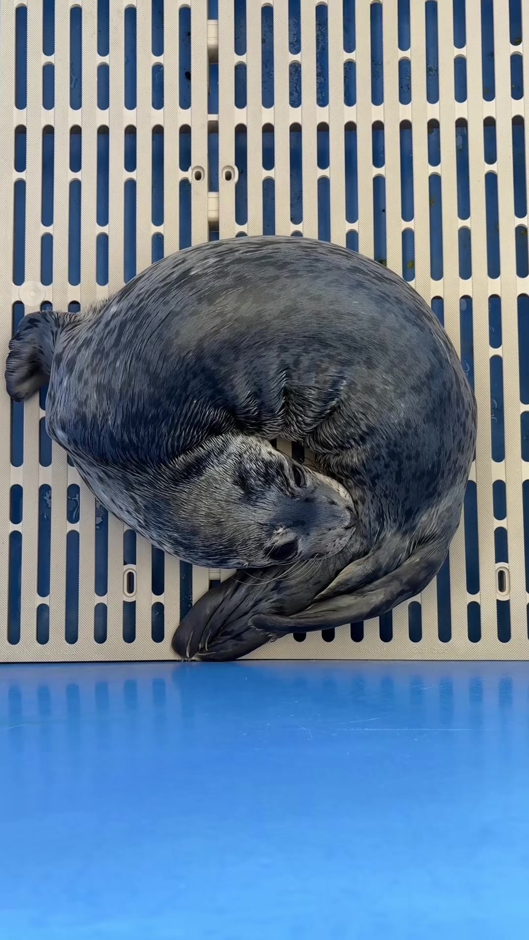 @Marine Mammal Rescue Society
