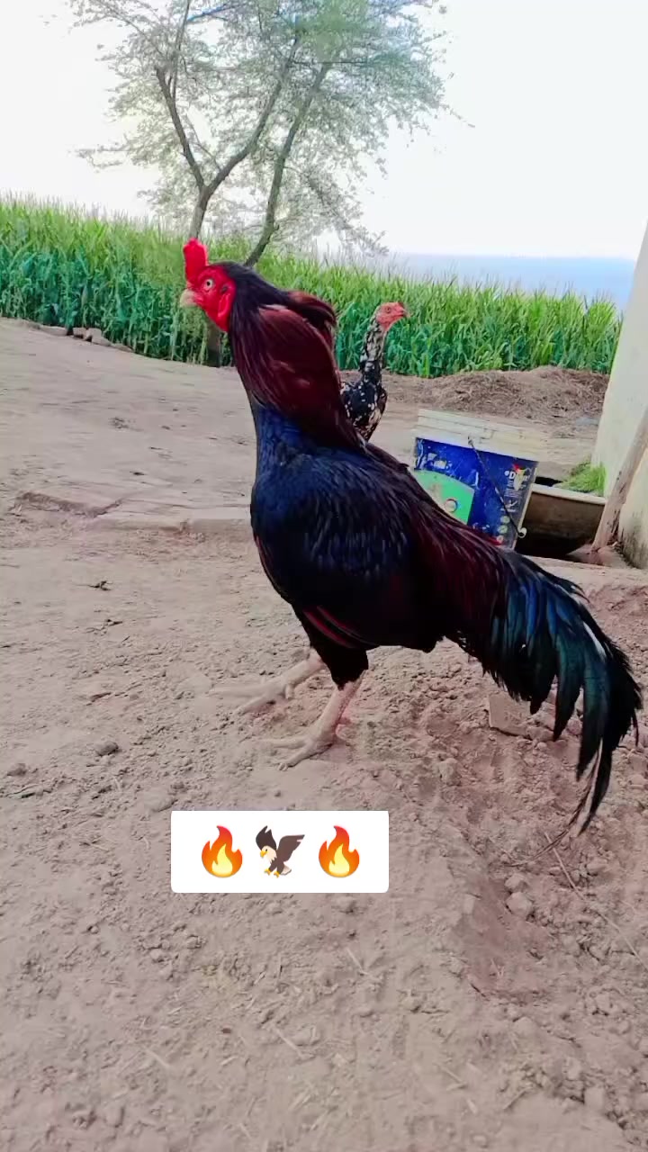 @kashifaseel2