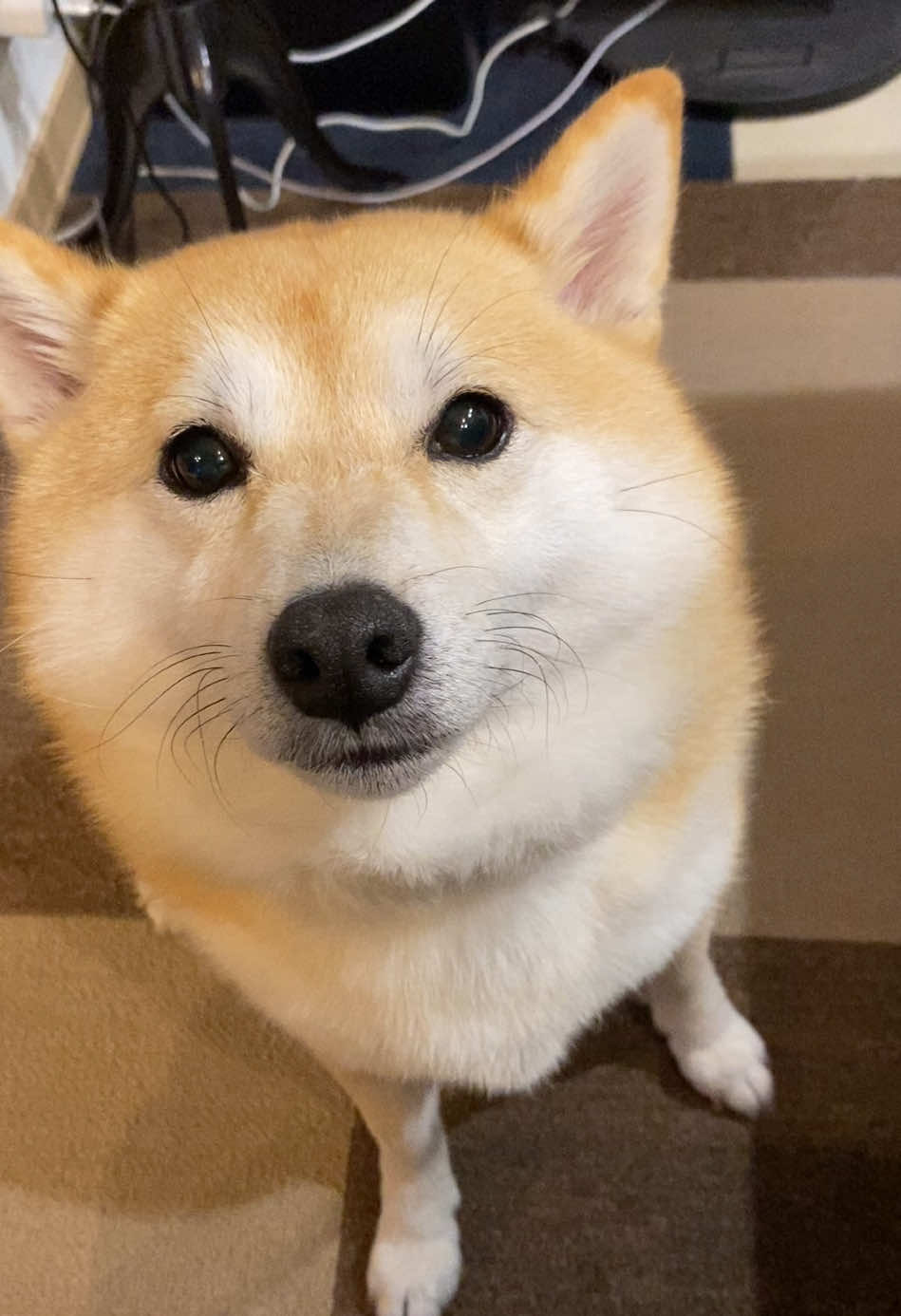 @こむぎといなり